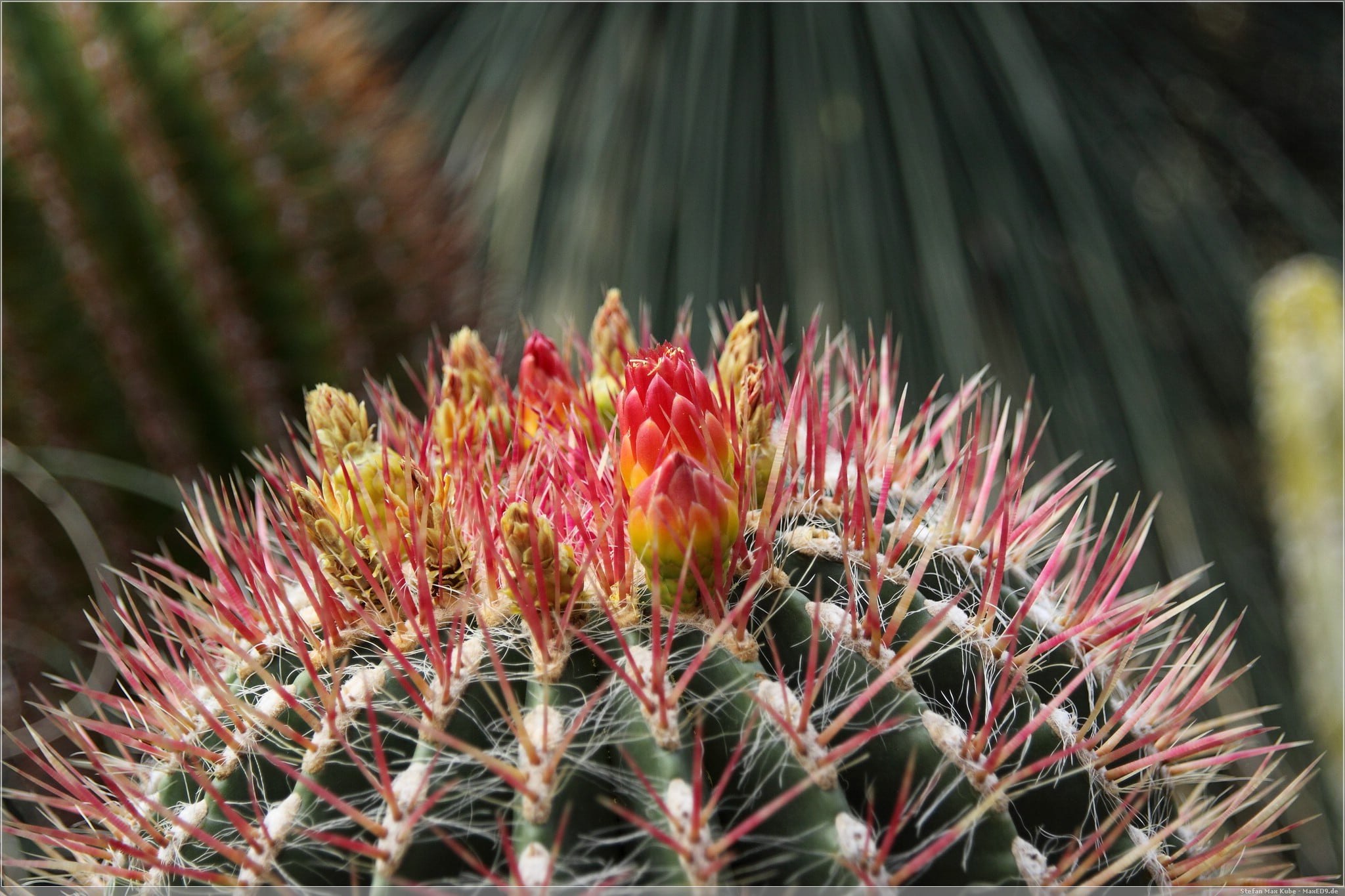 besucht: Botanischer Garten Berlin