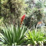 Botanischer Garten Berlin