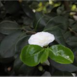 Botanischer Garten Berlin