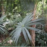 Botanischer Garten Berlin