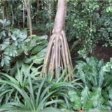 Botanischer Garten Berlin