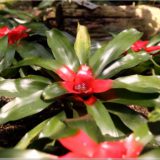 Botanischer Garten Berlin