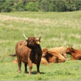 Hochlandrinder