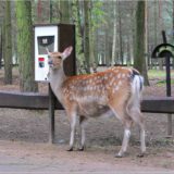 Reh am Futterautomat