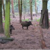 Wildschweine