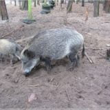 Wildschweine