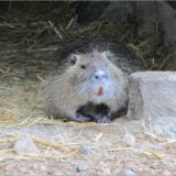 Nutria
