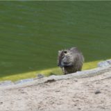 Nutria