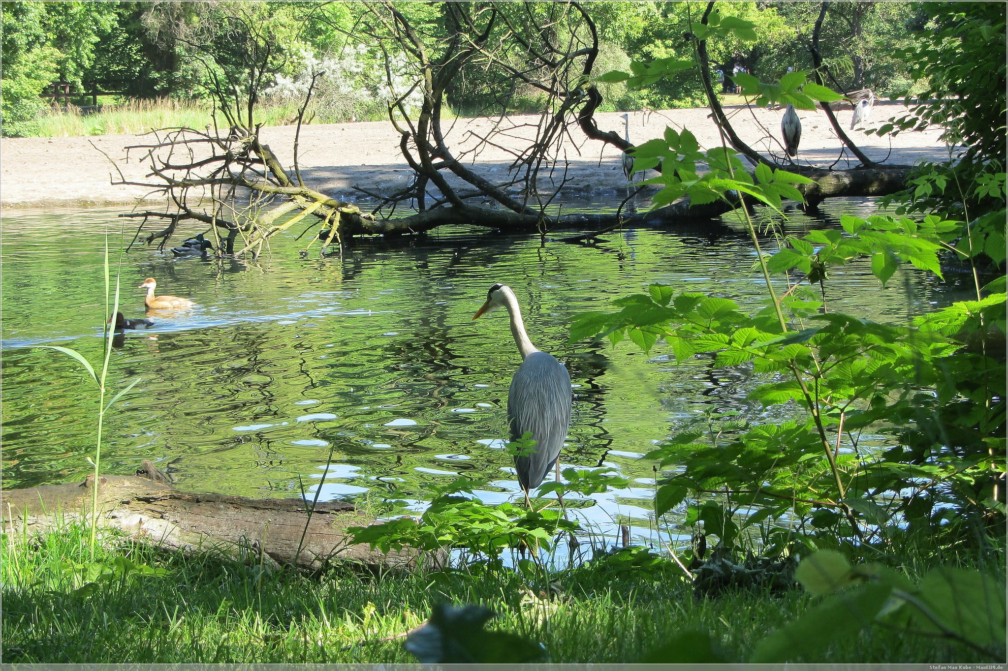 überprüft: Tierpatenschaft Indischer Riesenflughund