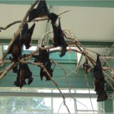 indische Riesenflughunde