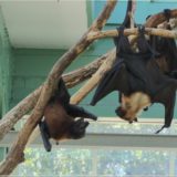 indische Riesenflughunde