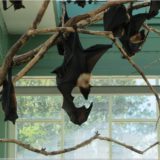 indische Riesenflughunde