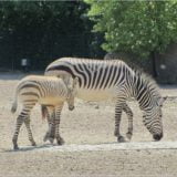 Zebras