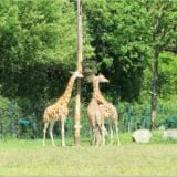 Giraffen