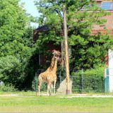 Giraffen
