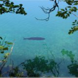 Fisch, Plitvicer Nationalpark