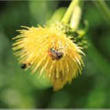 Bienen, Plitvicer Nationalpark