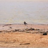 Piepmatz am Kap Kolka