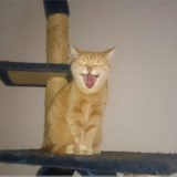 Kitty