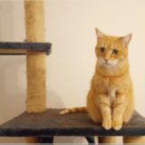 Kitty