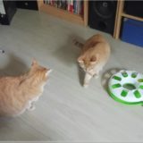 Kitty und Candy