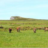 Esel bei den Cliffs of Kerry