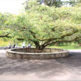 Blarney Castle Gardens