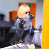 Dohlen am Blarney Castle