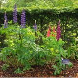 Giftgarten, Blarney Castle