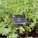 Giftgarten, Blarney Castle