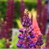 Giftgarten, Blarney Castle