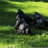 Hühner im Freilichtmuseum Ballenberg