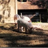Schweine, Freilichtmuseum Ballenberg