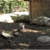 Schweine, Freilichtmuseum Ballenberg
