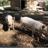 Schweine, Freilichtmuseum Ballenberg