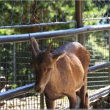 Gams, Wildpark Brienz