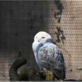 Eule, Wildpark Brienz