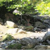 Rothirsch, Wildpark Brienz