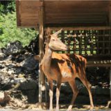 Rothirsch, Wildpark Brienz