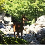 Rothirsch, Wildpark Brienz