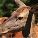 Rothirsch, Wildpark Brienz