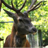 Rothirsch, Wildpark Brienz