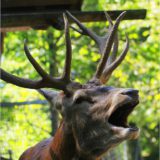 Rothirsch, Wildpark Brienz