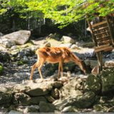 Rothirsch, Wildpark Brienz