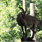 Alpsteinbock, Wildpark Brienz