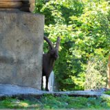 Alpsteinbock, Wildpark Brienz