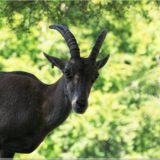 Alpsteinbock, Wildpark Brienz