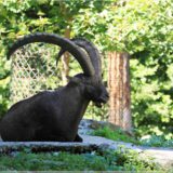 Alpsteinbock, Wildpark Brienz