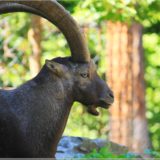 Alpsteinbock, Wildpark Brienz