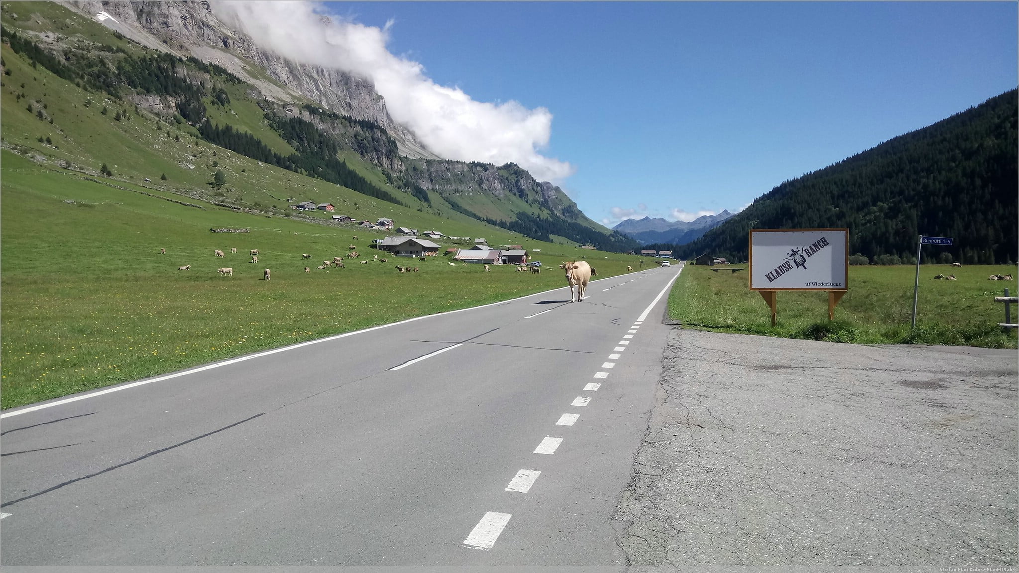 Kühe auf der Straße
